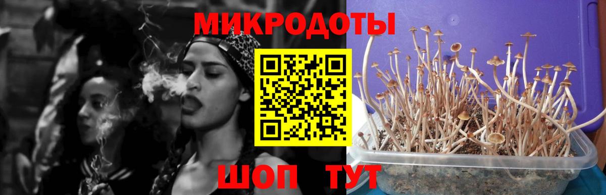 Псилоцибиновые грибы Cubensis Бахчисарай